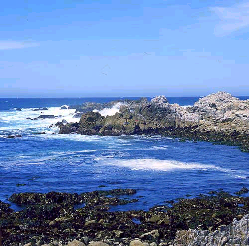 tidepool